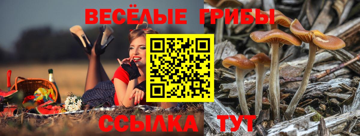 Галлюциногенные грибы Psilocybine cubensis  Вход с VPN  Бугуруслан 